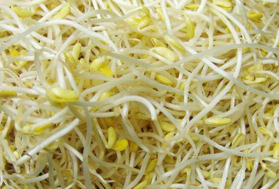 豆芽 豆芽
